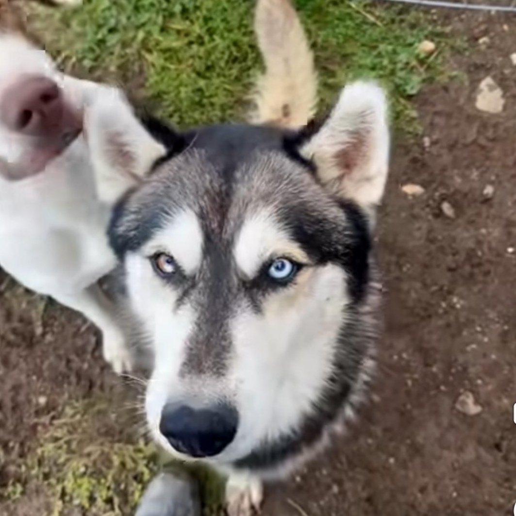 Zankey, Adoptable, Adult Male Husky.