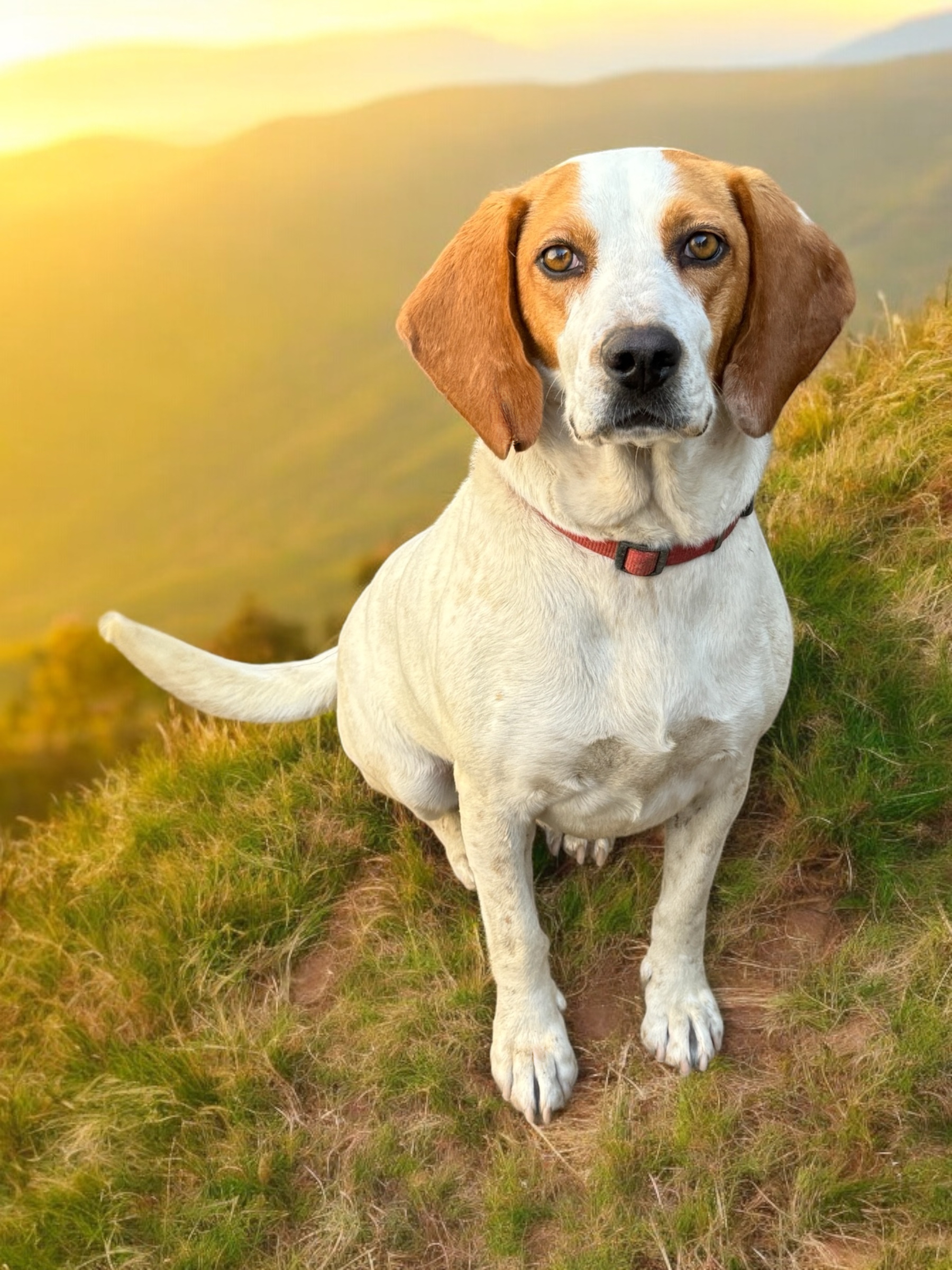 Dog for adoption Ella, a Treeing Walker Coonhound & Beagle Mix in San