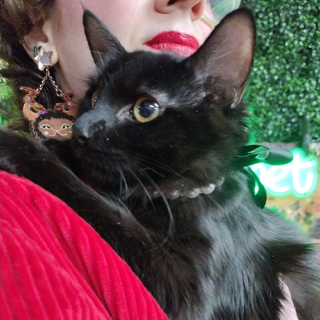 Enlarge Phoebe, a ADOPTABLE Domestic Long Hair in Brooklyn, NY image 3/3