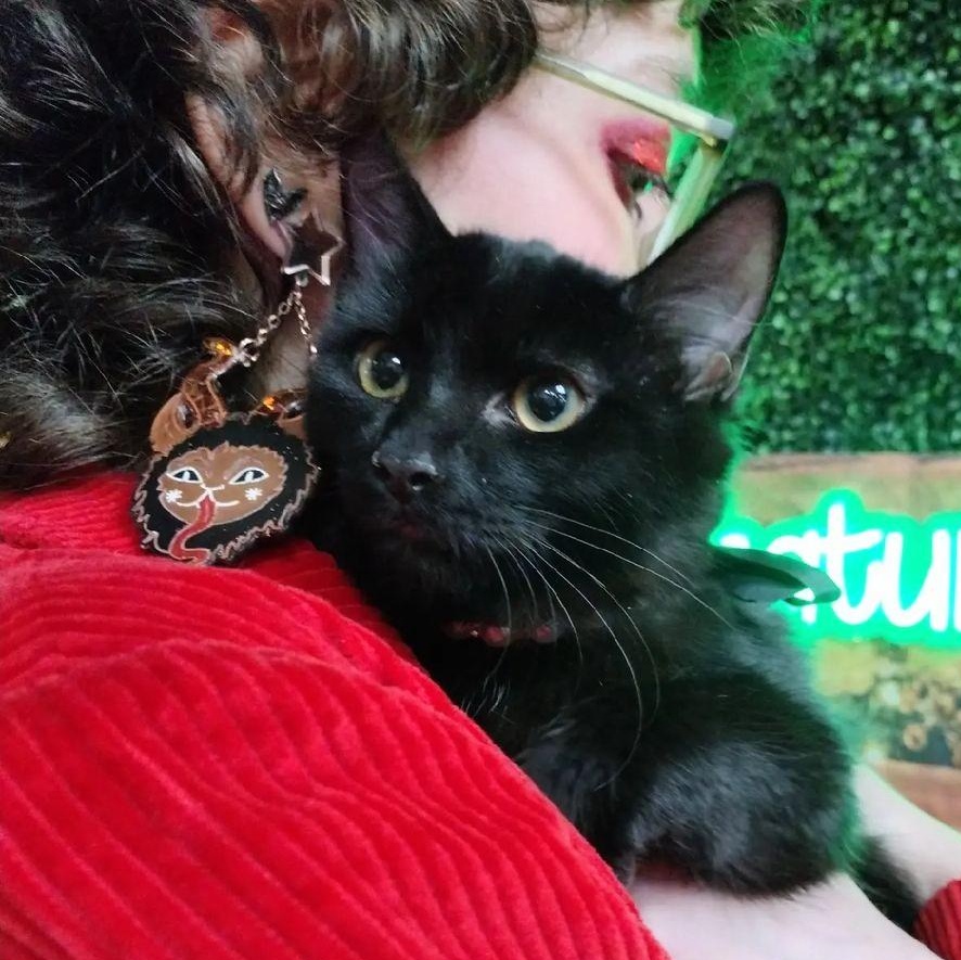 Enlarge Phoebe, a ADOPTABLE Domestic Long Hair in Brooklyn, NY image 2/3