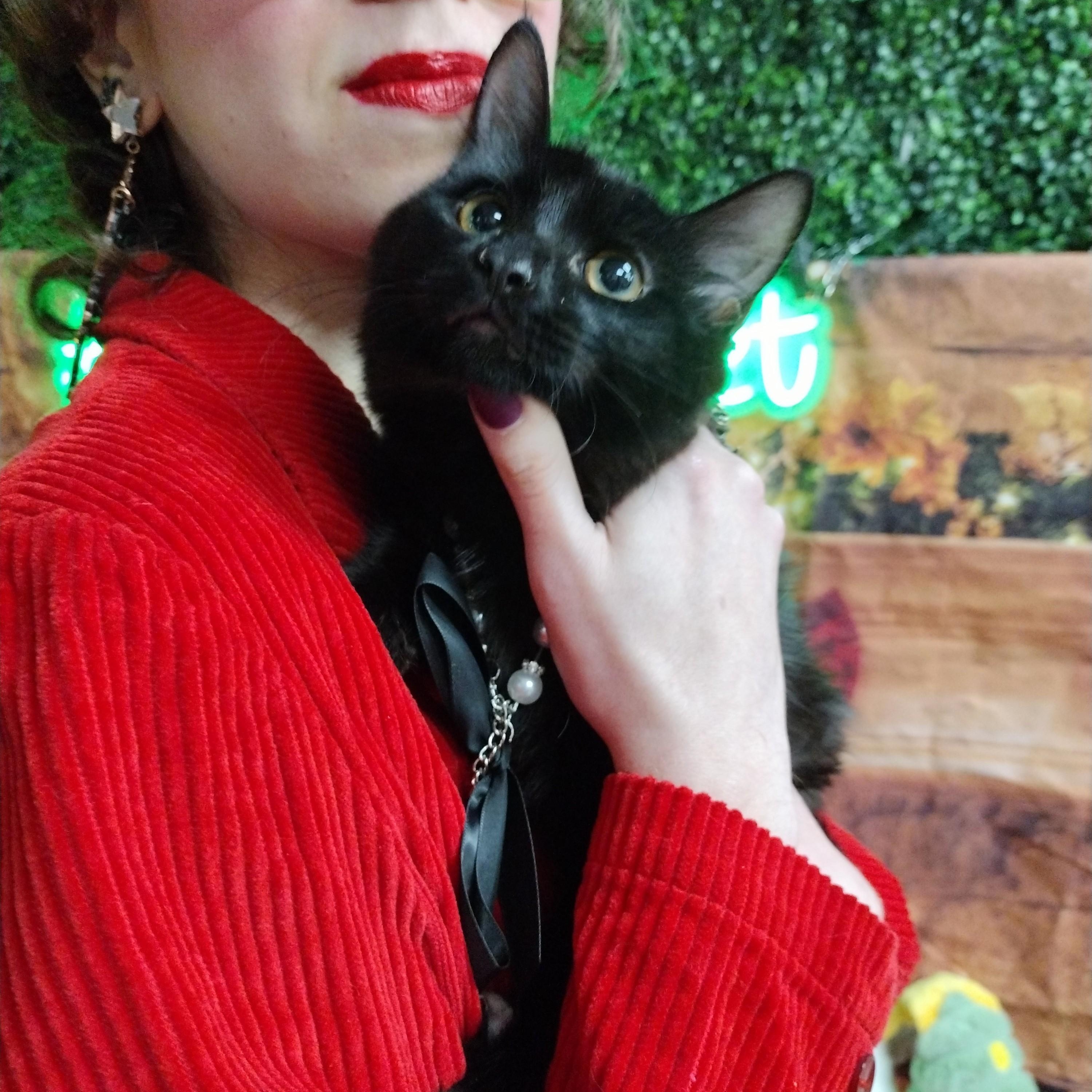 Enlarge Phoebe, a ADOPTABLE Domestic Long Hair in Brooklyn, NY image 1/3