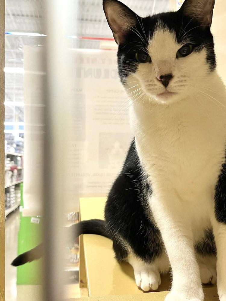 Rosie, Adoptable, Young Female Domestic Short Hair.