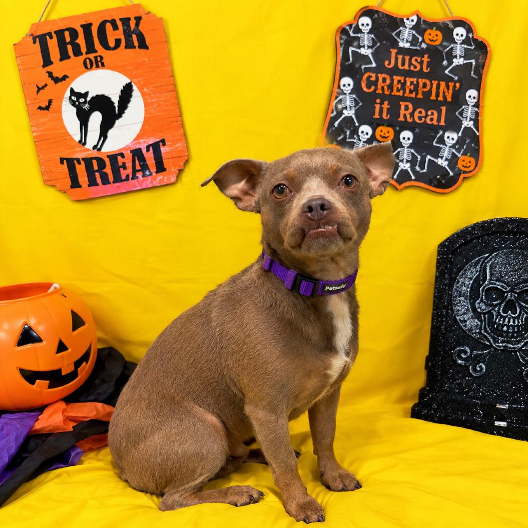 Neville, Adoptable, Adult Male Chihuahua & Mixed Breed.