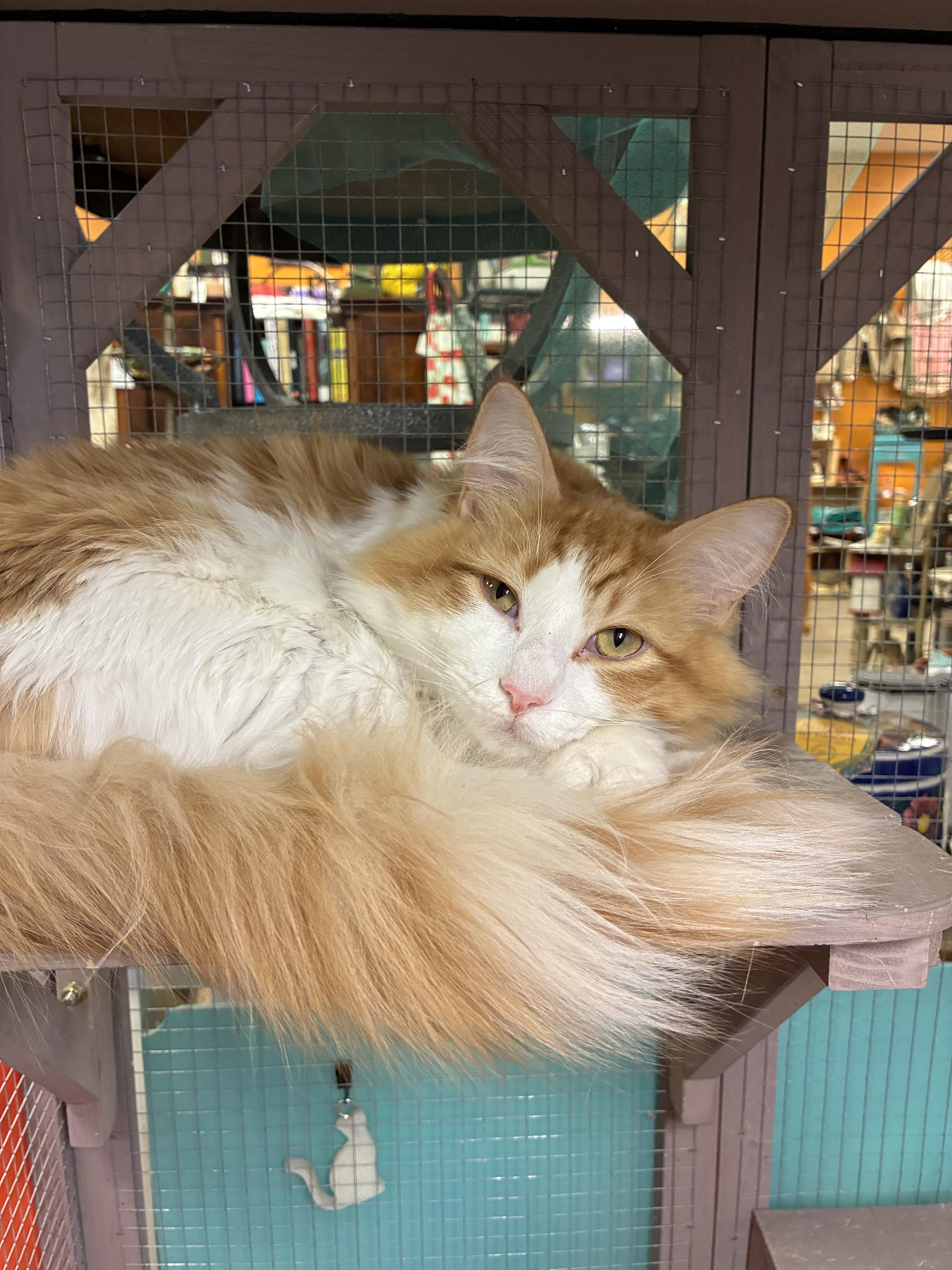Chico , ADOPTABLE, Young Male Domestic Long Hair.