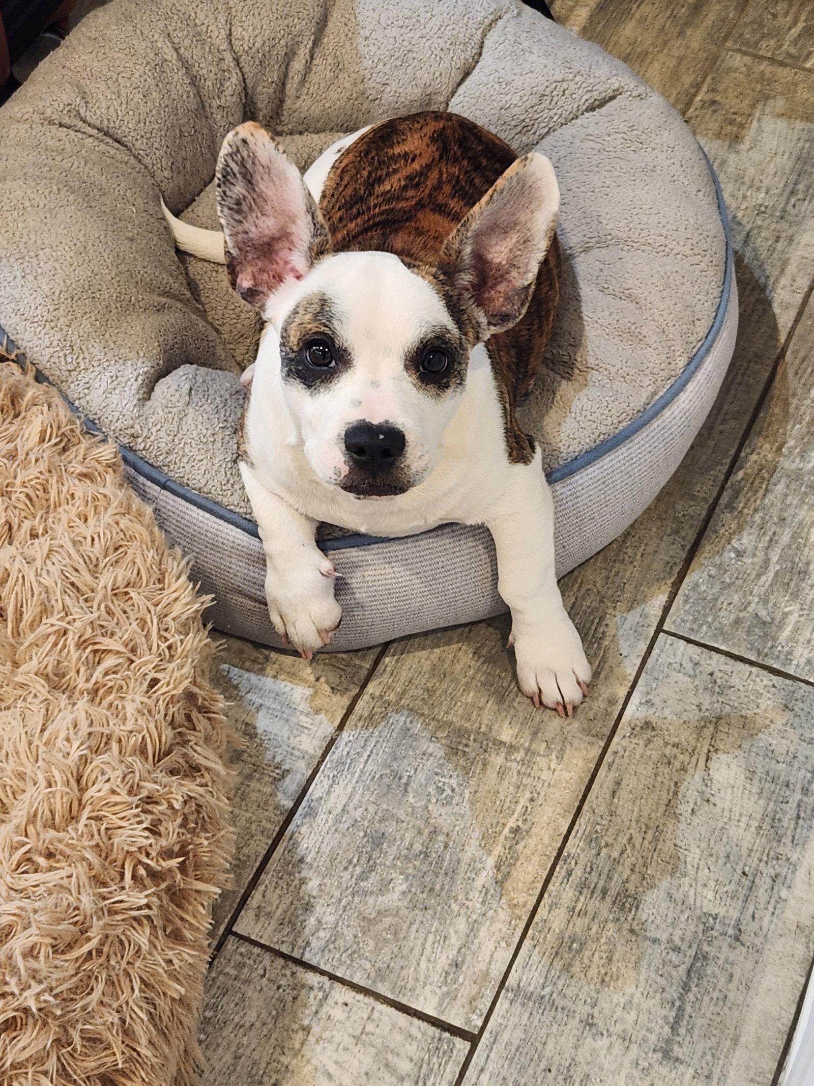 Nano, Adoptable, Puppy Male French Bulldog & Jack Russell Terrier.