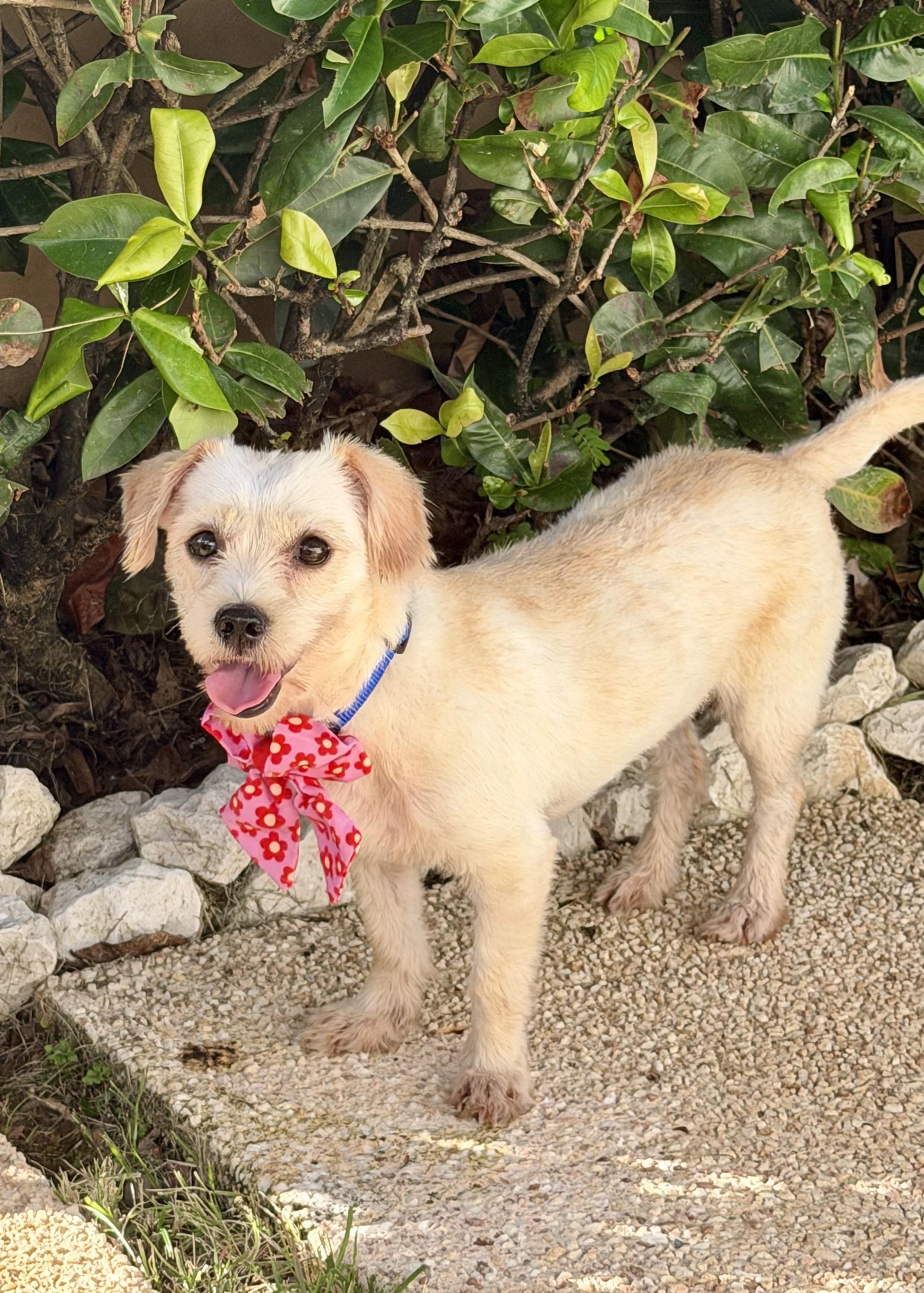 Enlarge Kora, a Adoptable mixed breed in Weare, NH image 6/6