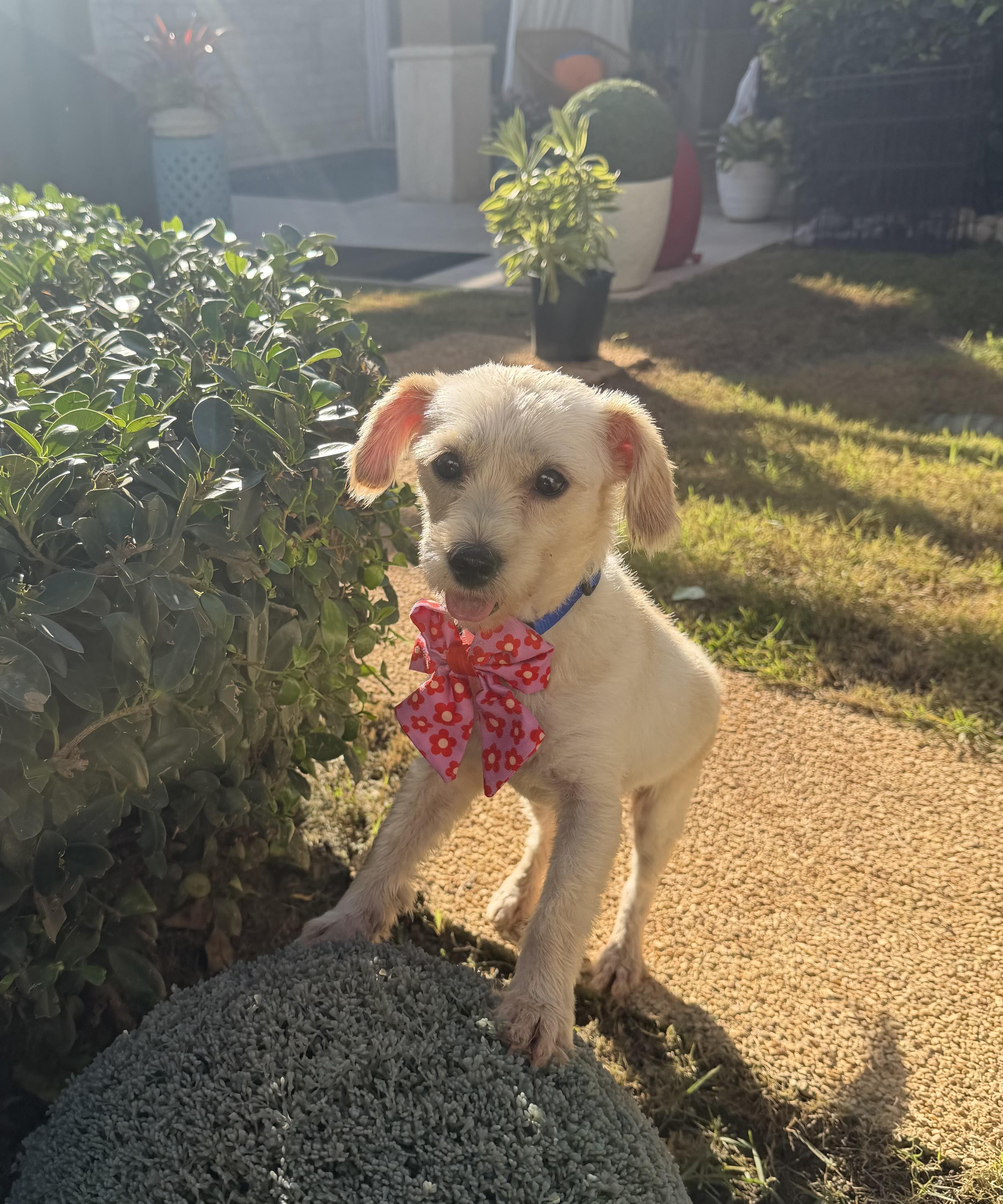 Enlarge Kora, a Adoptable mixed breed in Weare, NH image 2/6