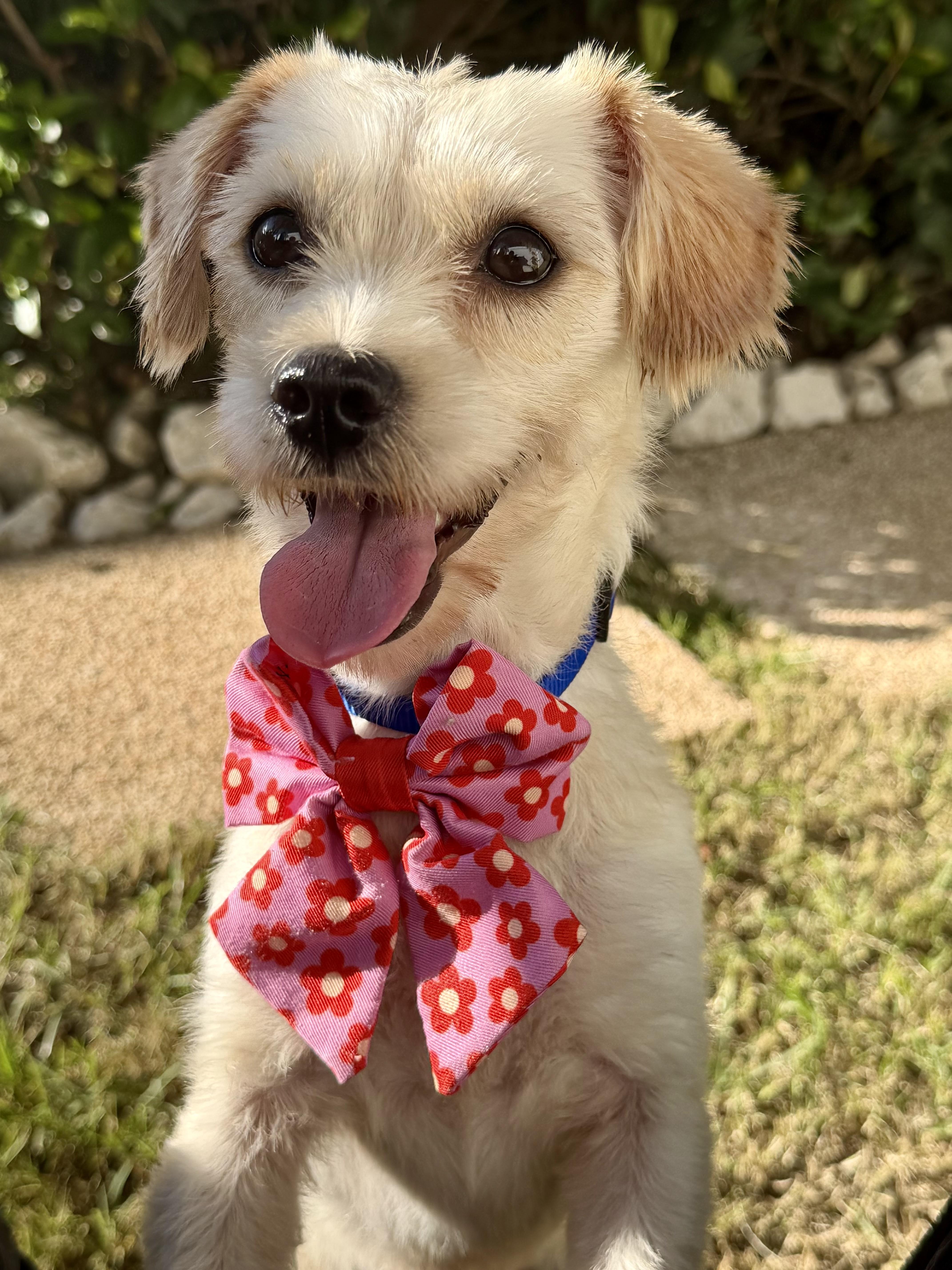Kora, Adoptable, Puppy Female Maltipoo.