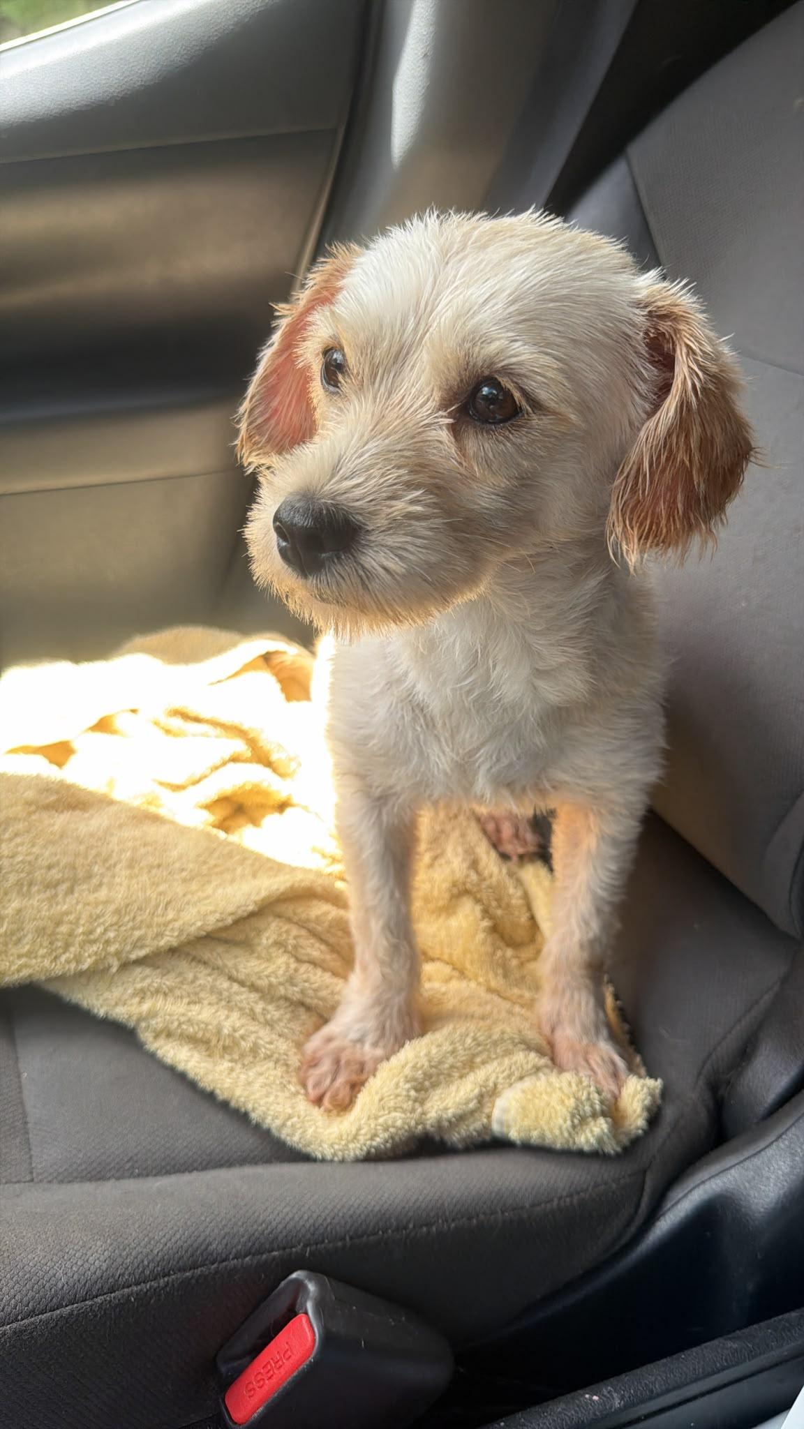 Enlarge Kora, a Adoptable mixed breed in Weare, NH image 4/6