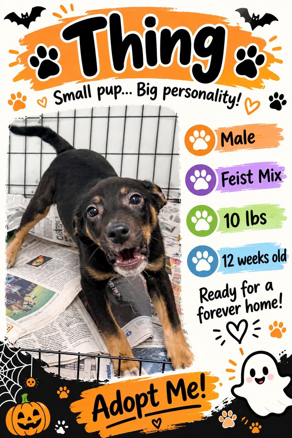 Thing, Adoptable, Puppy Male Mixed Breed.
