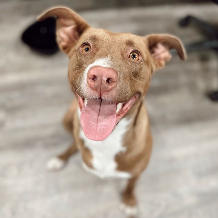 Artimiss, Adoptable, Young Female Mixed Breed & Labrador Retriever.