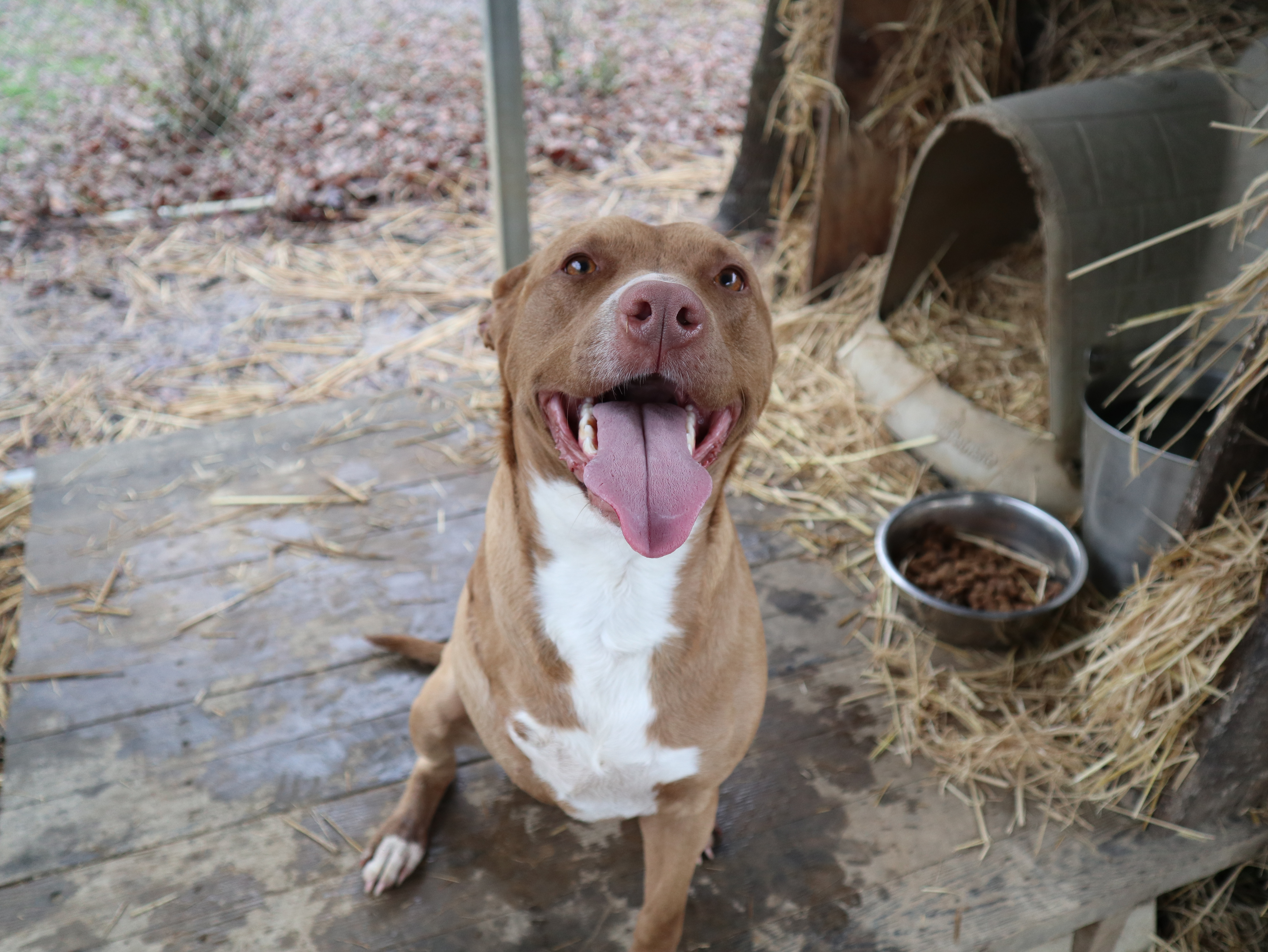Enlarge Artimiss, a Adoptable mixed breed in Rossville, TN image 2/11