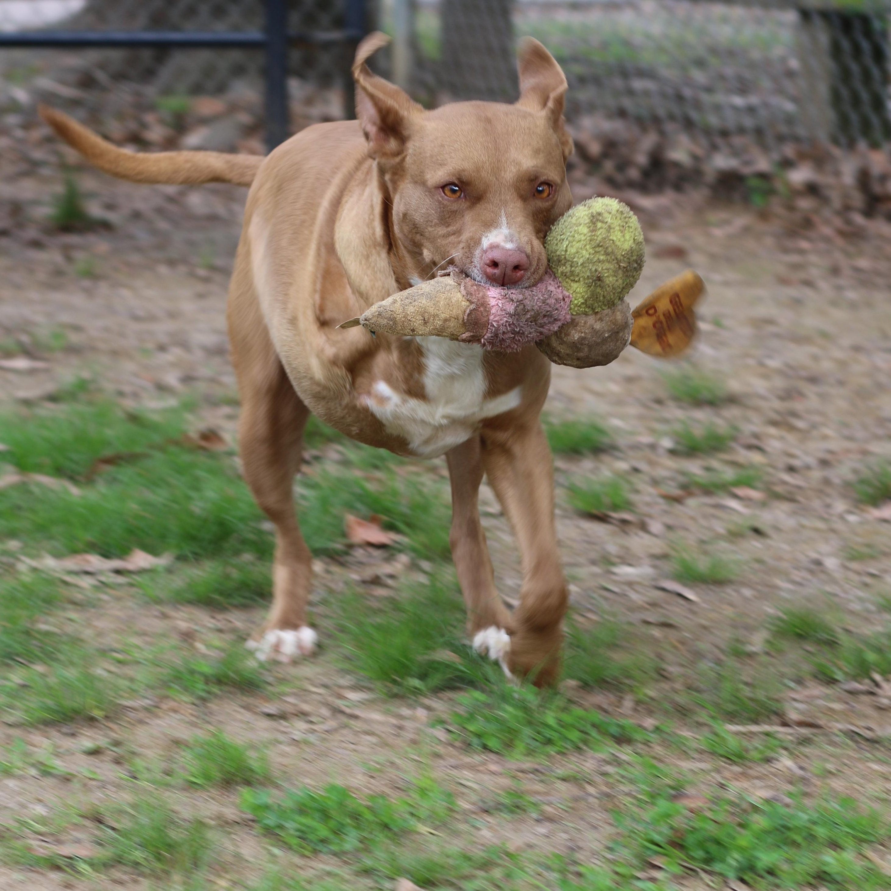 Enlarge Artimiss, a Adoptable mixed breed in Rossville, TN image 5/6