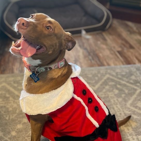 Enlarge Artimiss, a Adoptable mixed breed in Rossville, TN image 4/6