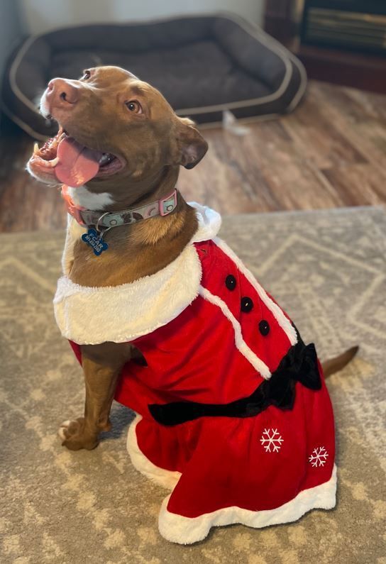 Enlarge Artimiss, a Adoptable mixed breed in Rossville, TN image 10/11