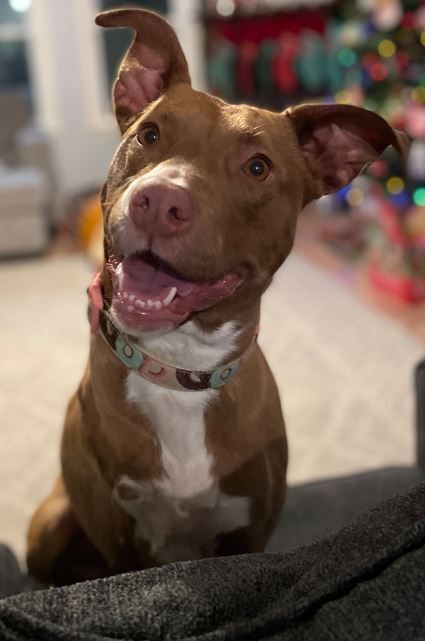 Enlarge Artimiss, a Adoptable mixed breed in Rossville, TN image 11/11