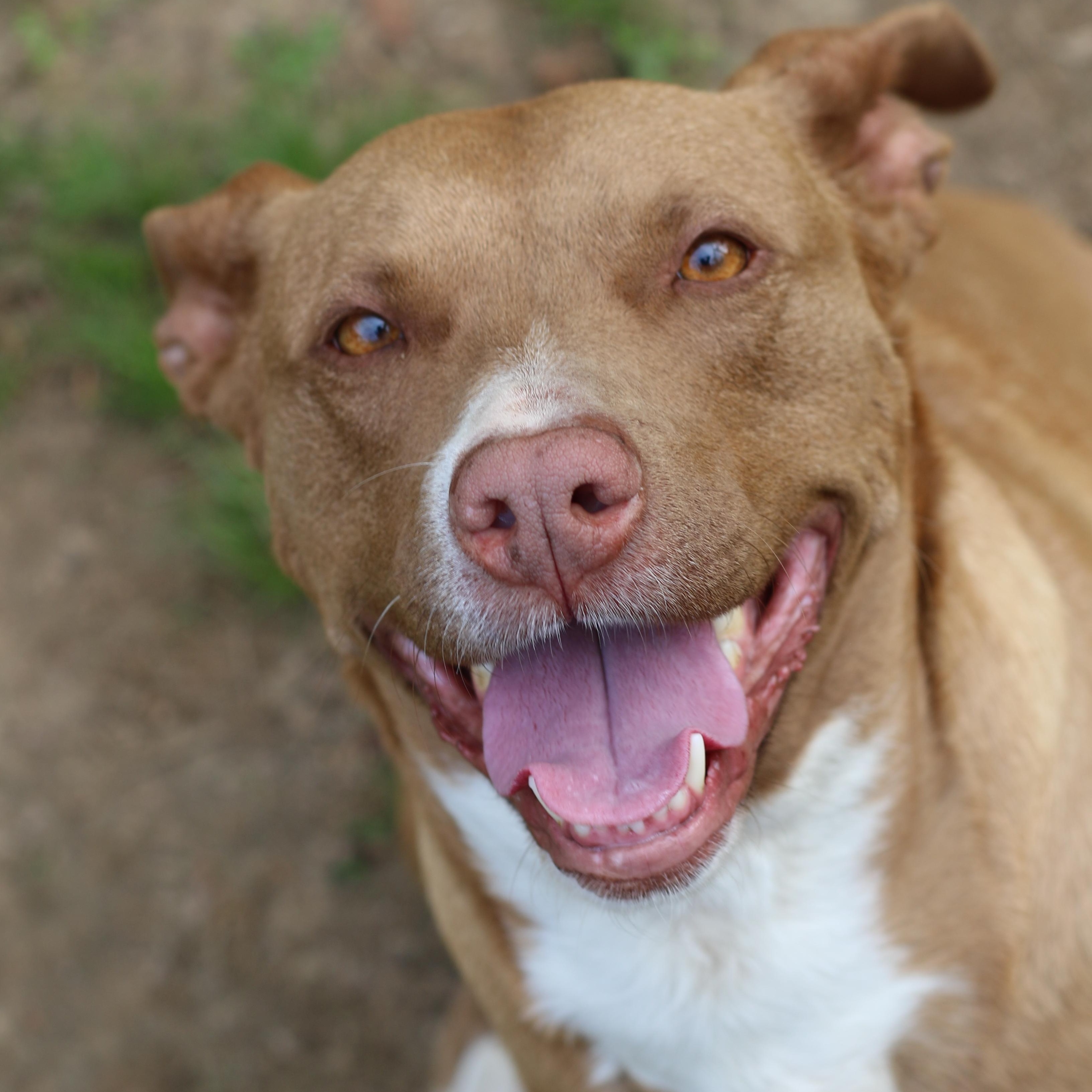 Enlarge Artimiss, a Adoptable mixed breed in Rossville, TN image 6/6
