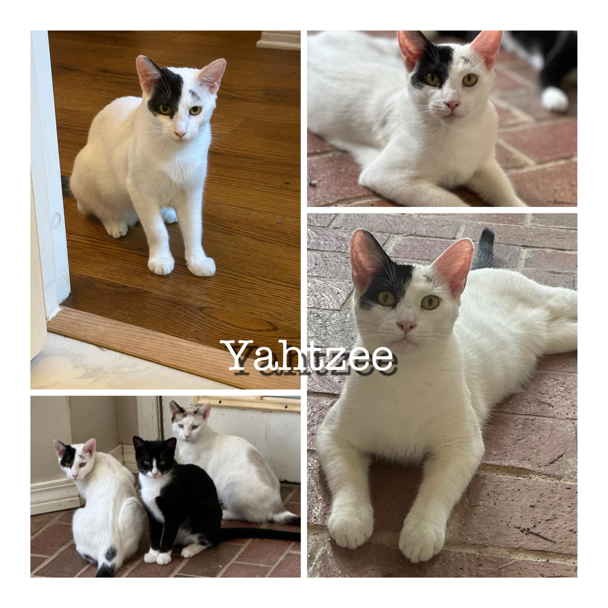 Yahtzee & Uno, a Adoptable Domestic Short Hair in Thomaston, CT image 2/2