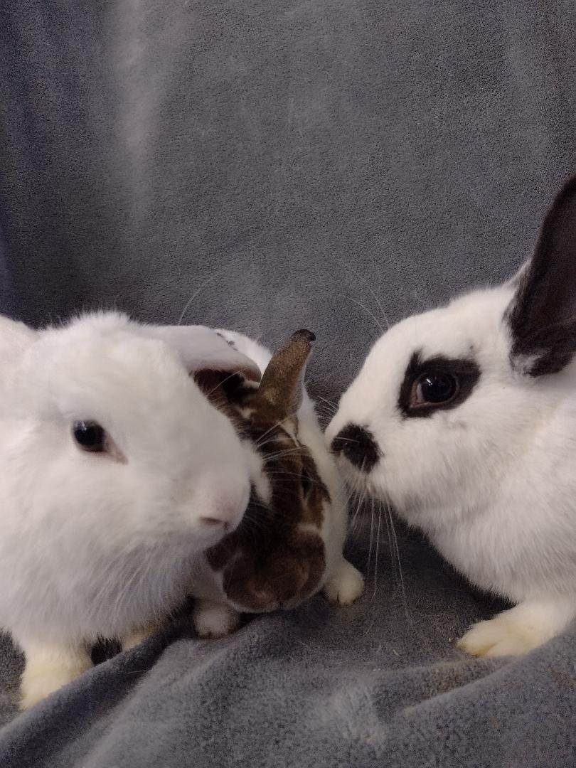 Enlarge TRIO Veronica, Betty and Archie, a Adoptable Mini Rex in Plymouth, MI image 3/3