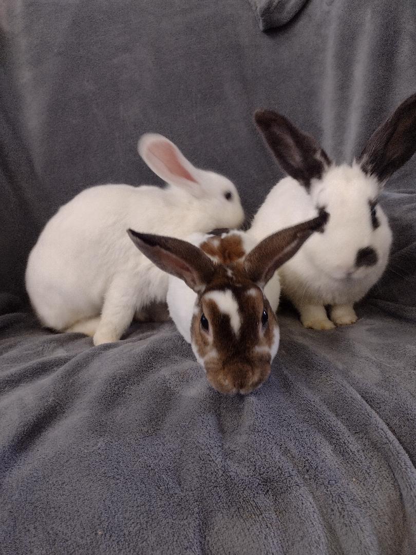 TRIO Veronica, Betty and Archie, Adoptable, Young Female Mini Rex.
