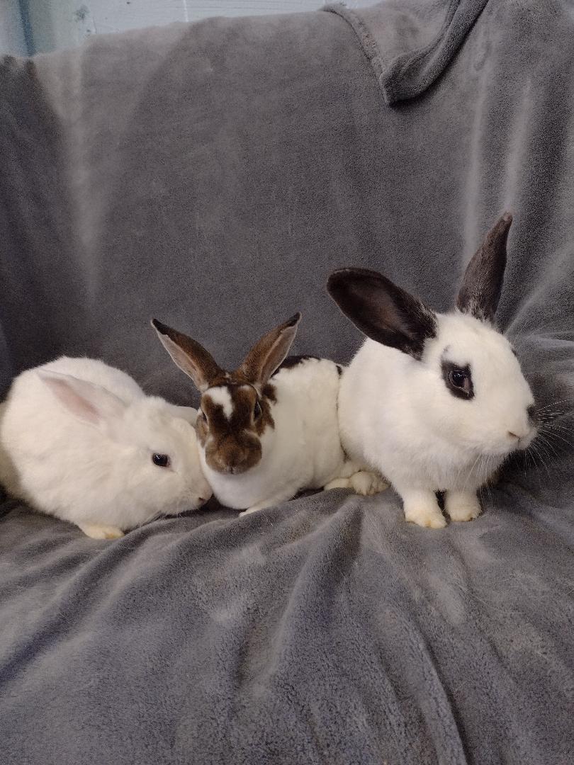 Enlarge TRIO Veronica, Betty and Archie, a Adoptable Mini Rex in Plymouth, MI image 2/3