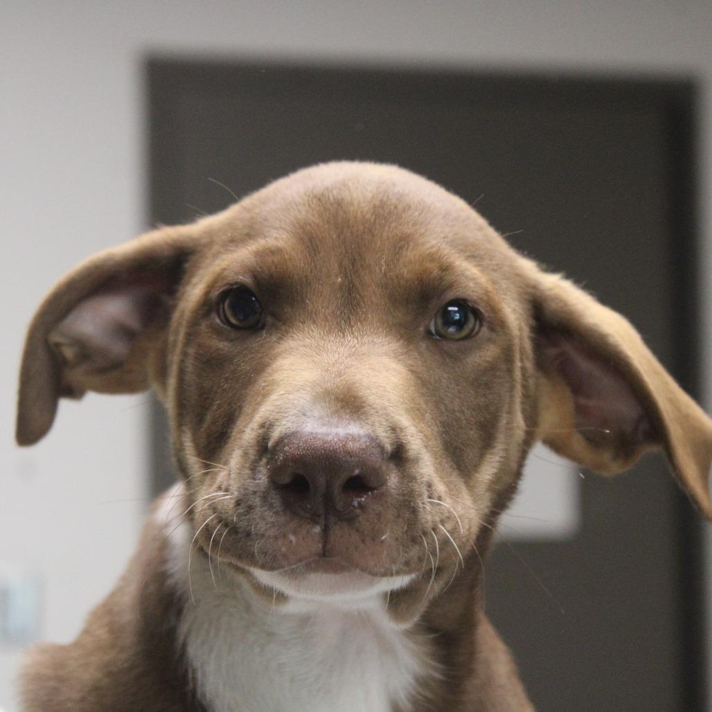 Tickety Tock, Adoptable, Puppy Male Retriever & Shepherd.