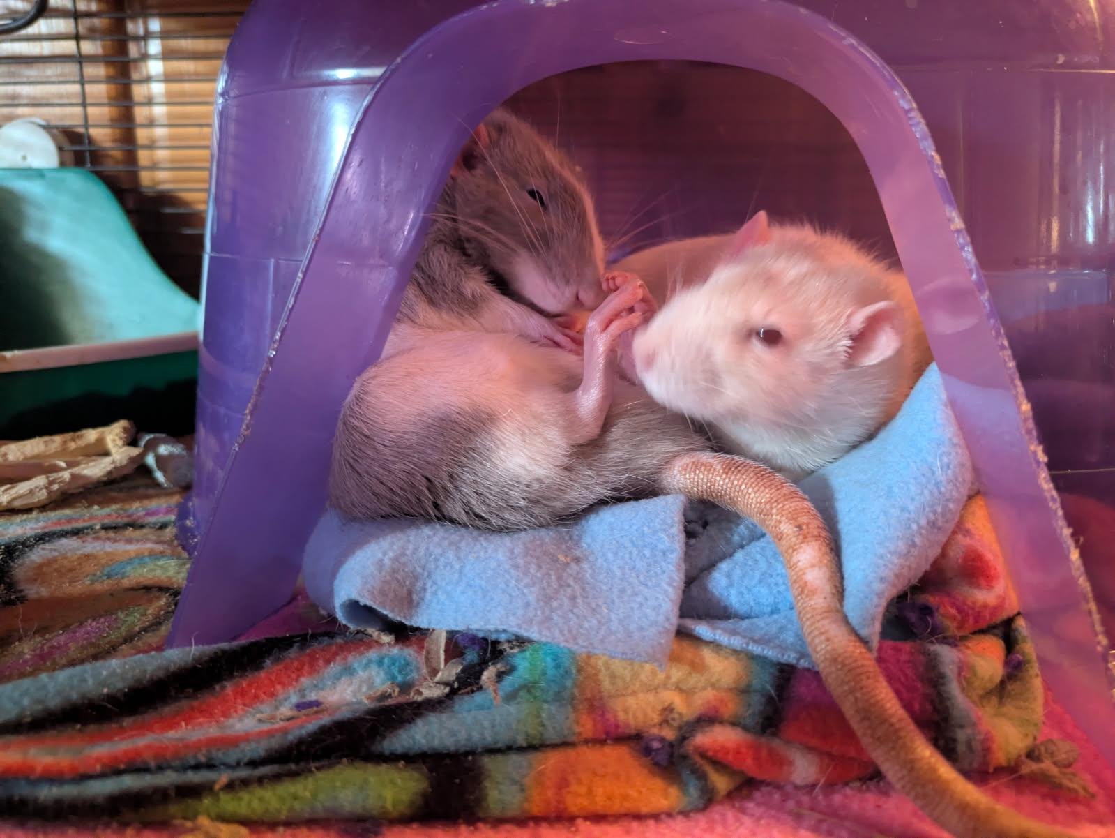 Enlarge Shakespeare, an adoptable Rat in Saint Paul, MN image 2/5