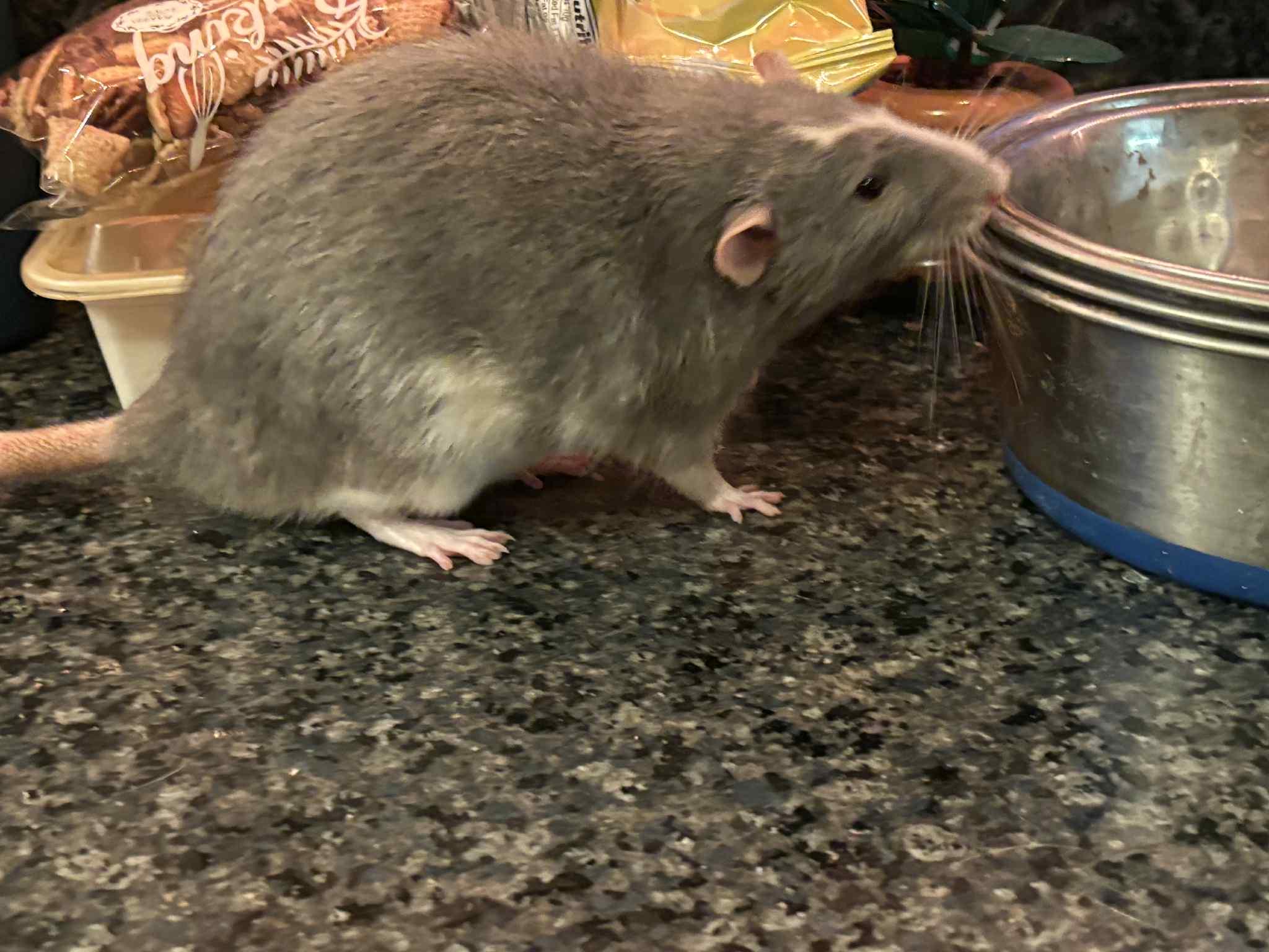 Enlarge Shakespeare, a ADOPTABLE Rat in Saint Paul, MN image 1/4