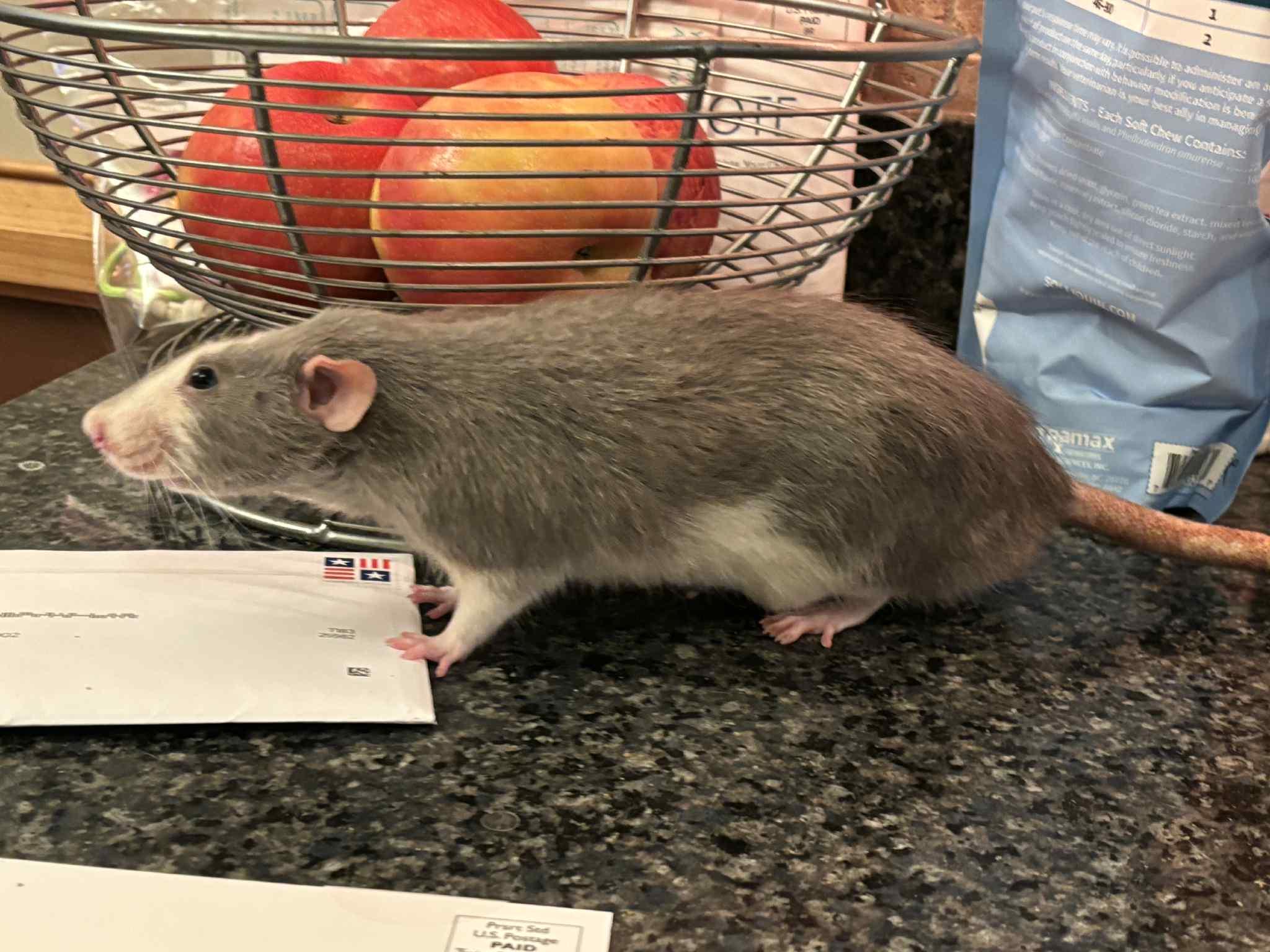 Enlarge Shakespeare, a ADOPTABLE Rat in Saint Paul, MN image 3/4