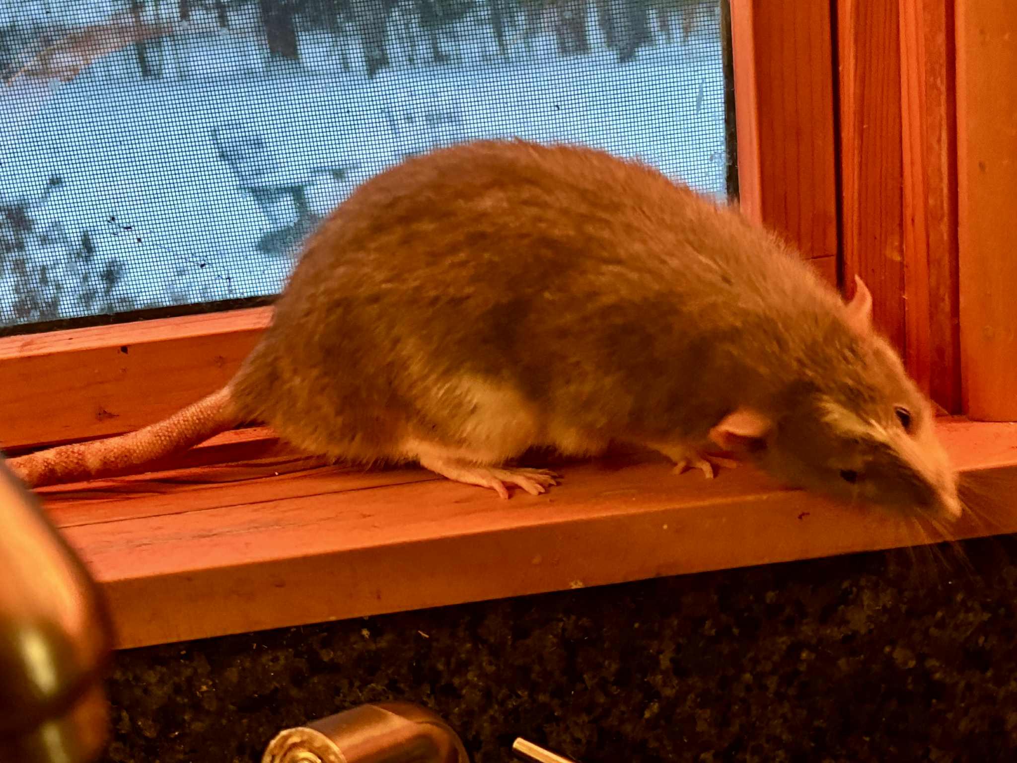 Enlarge Shakespeare, a ADOPTABLE Rat in Saint Paul, MN image 4/4