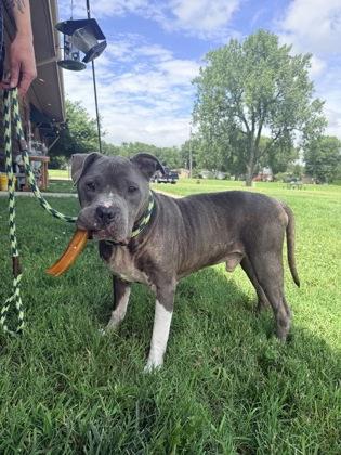 Enlarge Colby Jack, a Adoptable mixed breed in Independence, MO image 1/3