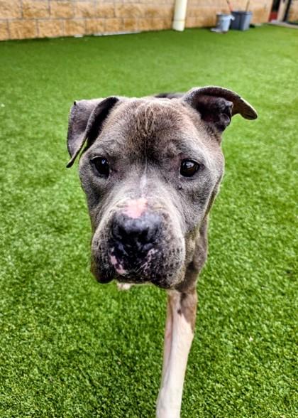 Colby Jack, Adoptable, Adult Male Pit Bull Terrier & Mixed Breed.