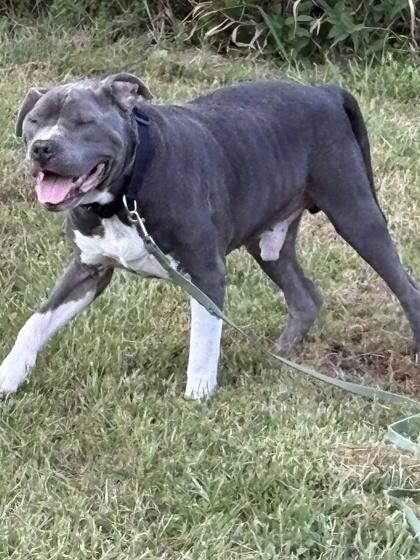 Enlarge Colby Jack, a Adoptable mixed breed in Independence, MO image 2/3