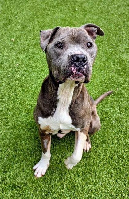 Enlarge Colby Jack, a Adoptable mixed breed in Independence, MO image 2/3