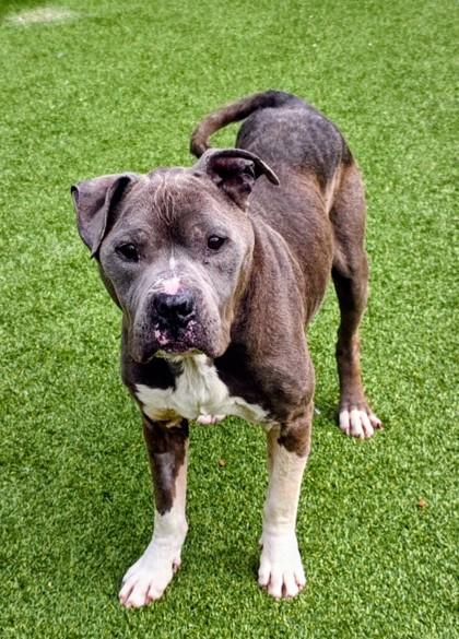 Enlarge Colby Jack, a Adoptable mixed breed in Independence, MO image 3/3