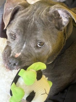 Enlarge Colby Jack, a Adoptable mixed breed in Independence, MO image 3/3