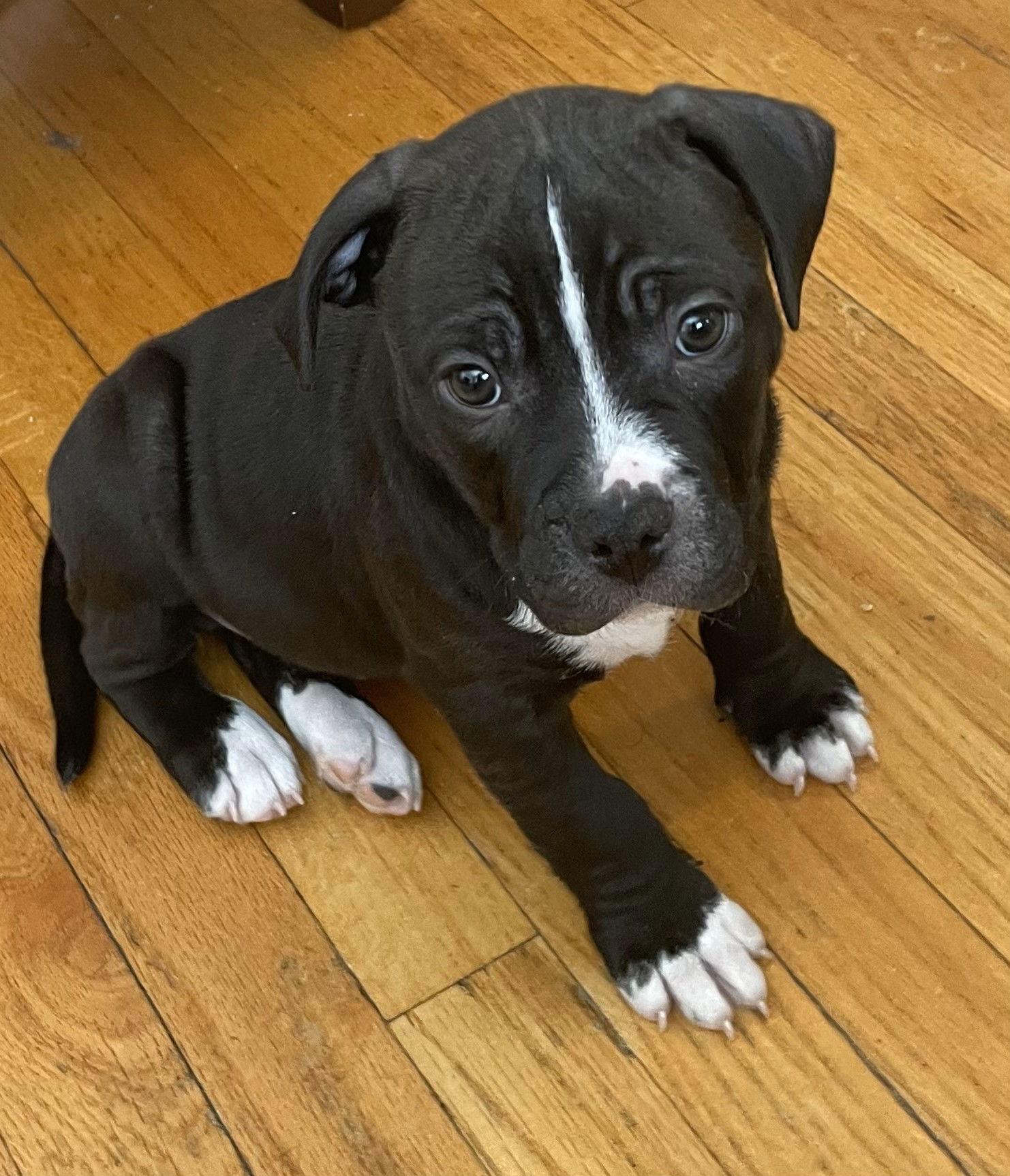 Enlarge Milo, a Adopted Pit Bull Terrier in Belleville, MI image 1/3