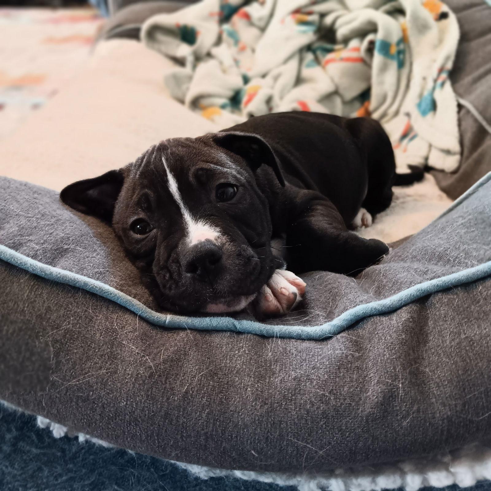 Enlarge Milo, a Adopted Pit Bull Terrier in Belleville, MI image 2/3