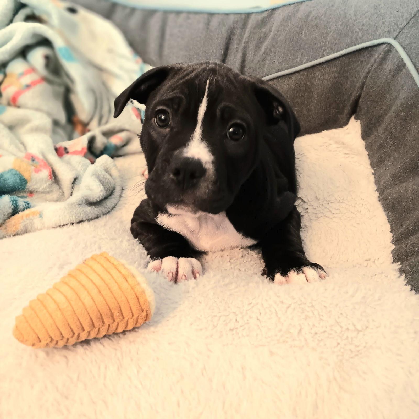 Enlarge Milo, a Adopted Pit Bull Terrier in Belleville, MI image 3/3