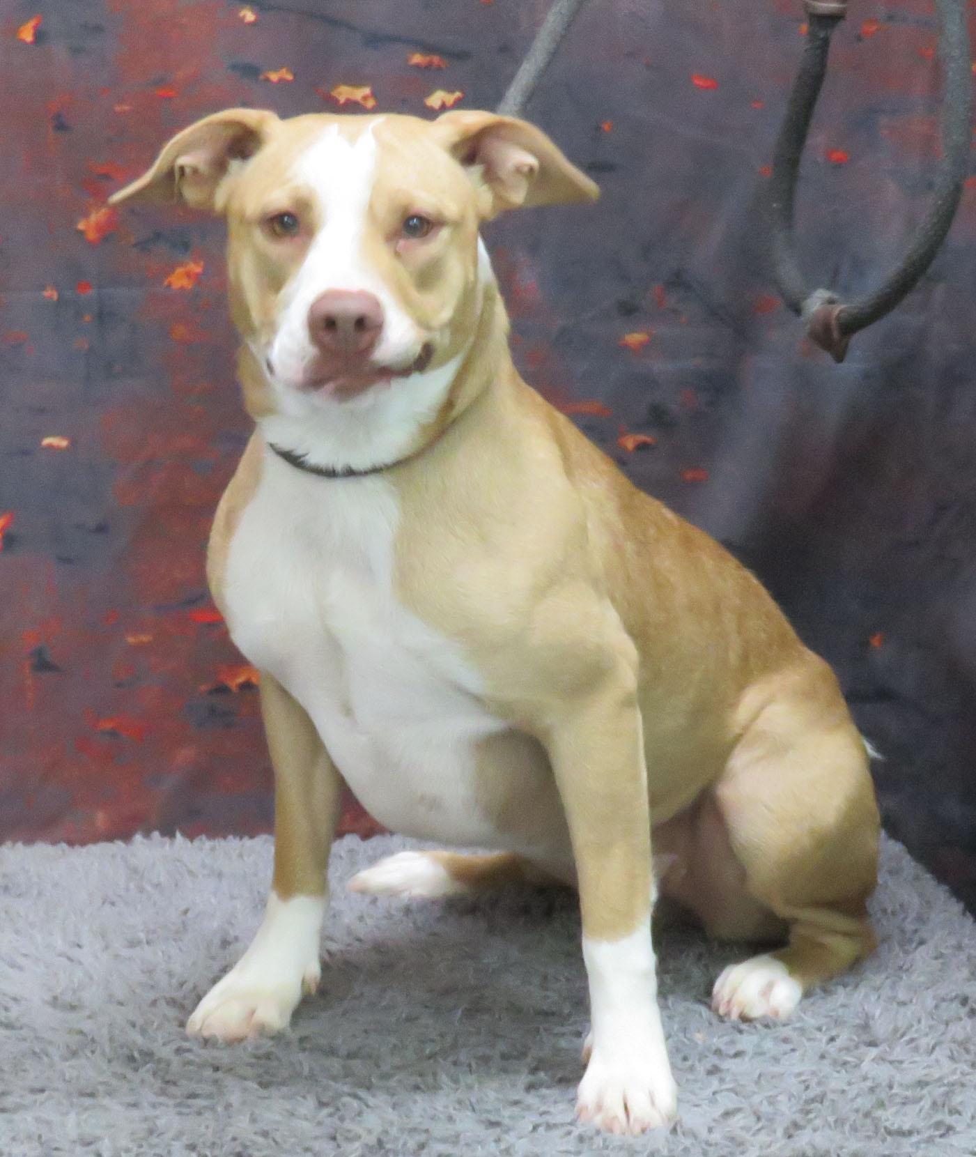 Riz, Adoptable, Adult Female Pit Bull Terrier.