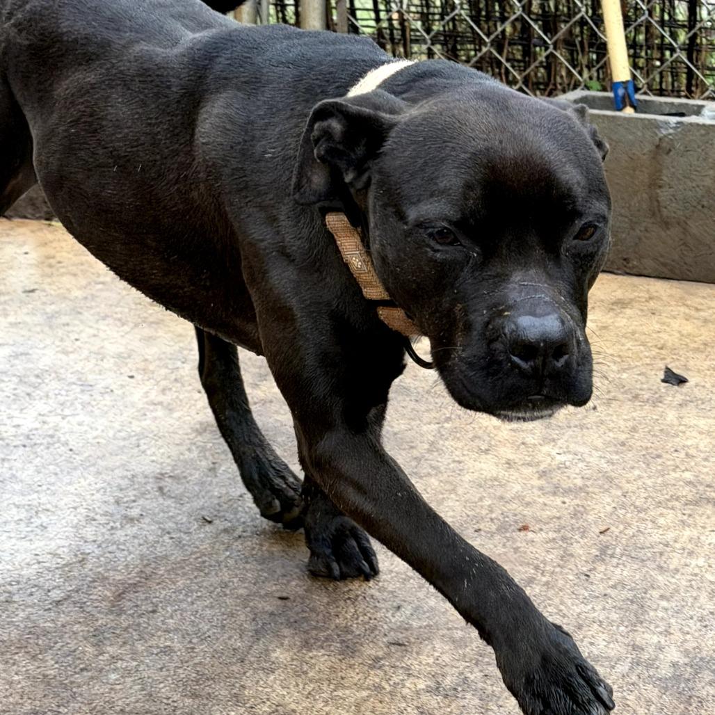 Enlarge Tink (wheeler), a Adoptable mixed breed in Peachtree City, GA image 2/6