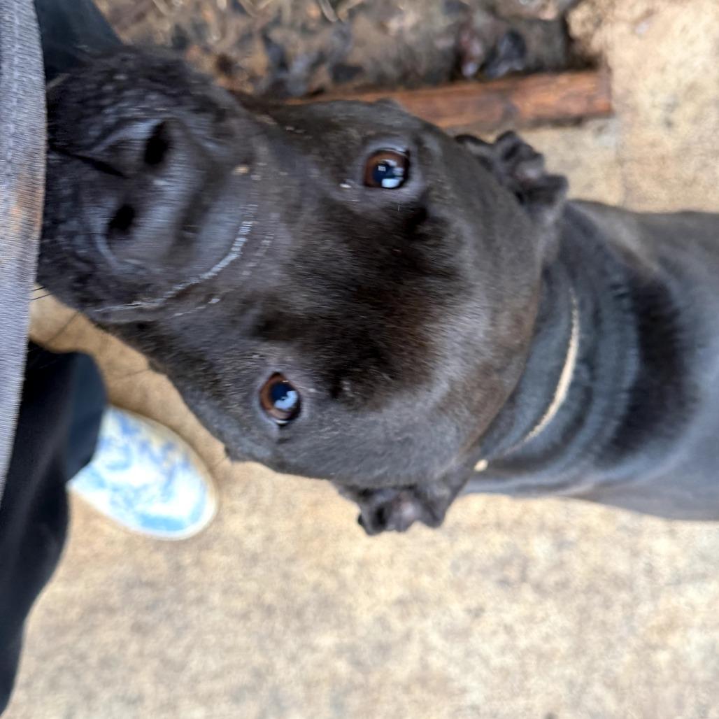 Enlarge Tink (wheeler), a Adoptable mixed breed in Peachtree City, GA image 3/6