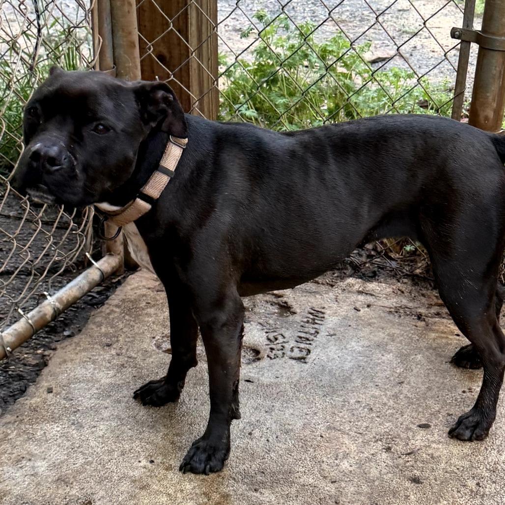 Enlarge Tink (wheeler), a Adoptable mixed breed in Peachtree City, GA image 4/6