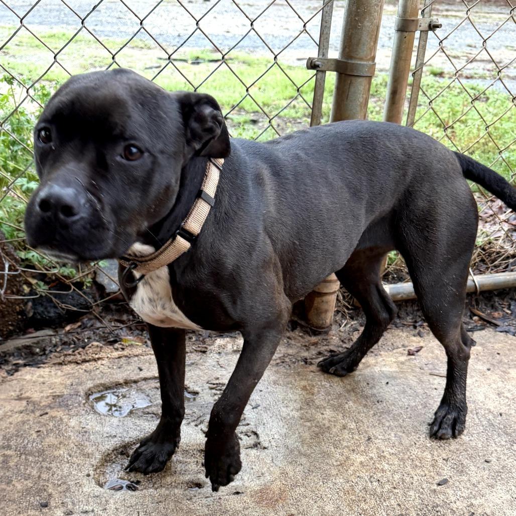 Enlarge Tink (wheeler), a Adoptable mixed breed in Peachtree City, GA image 5/6