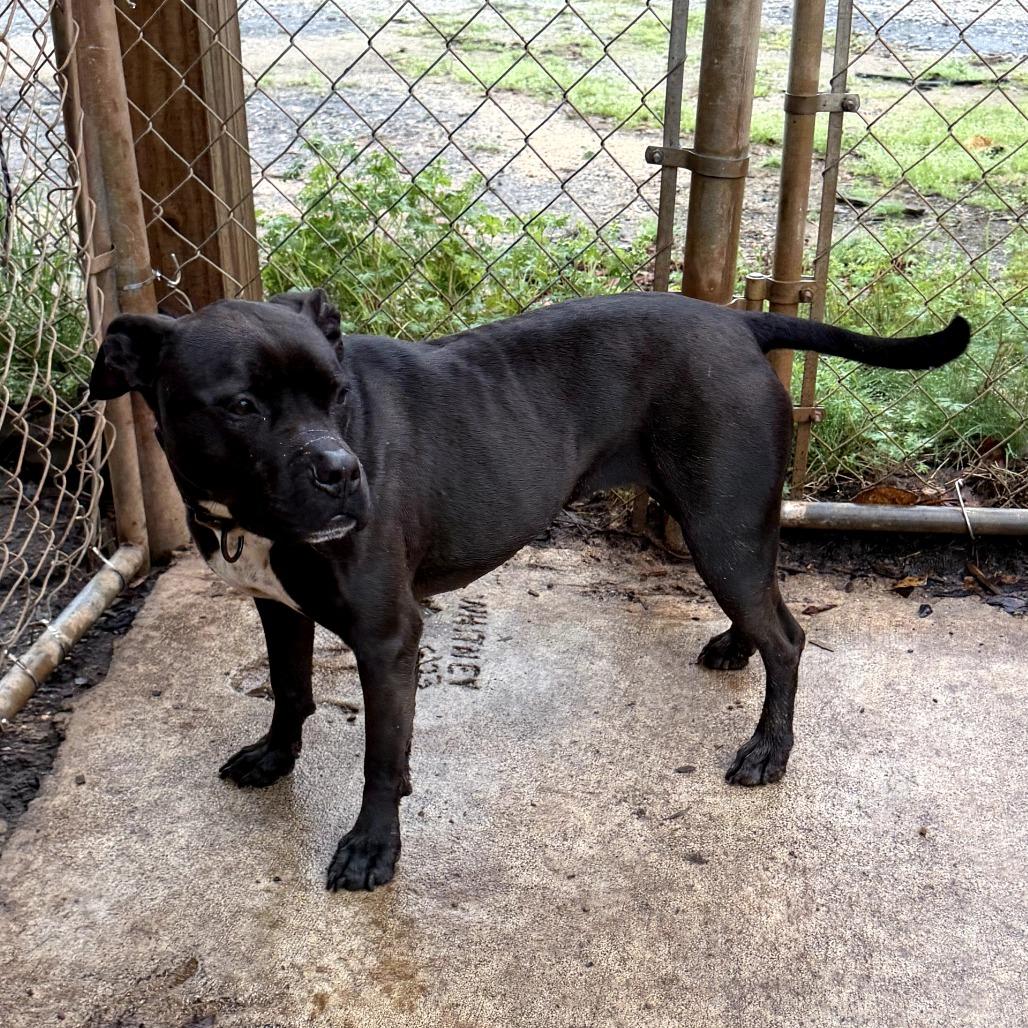 Enlarge Tink (wheeler), a Adoptable mixed breed in Peachtree City, GA image 6/6