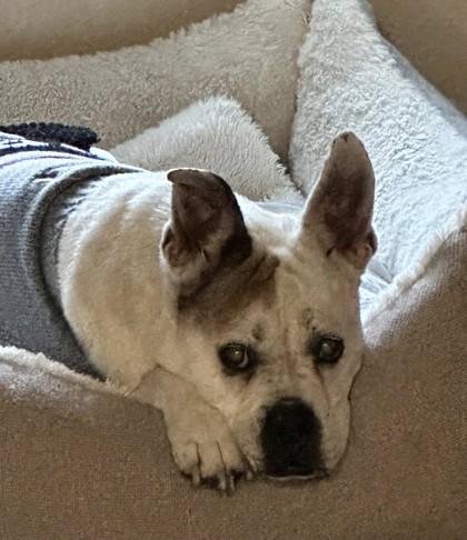 TUCKER MACLOUDYEYES, a ADOPTABLE English Bulldog in Bonney Lake, WA image 2/3