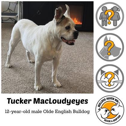 TUCKER MACLOUDYEYES, ADOPTABLE, Senior Male English Bulldog.