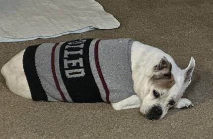 TUCKER MACLOUDYEYES, a ADOPTABLE English Bulldog in Bonney Lake, WA image 3/3