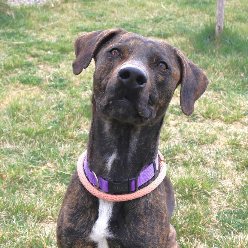 Enlarge Bishop, a Adoptable mixed breed in Rifle, CO image 1/4