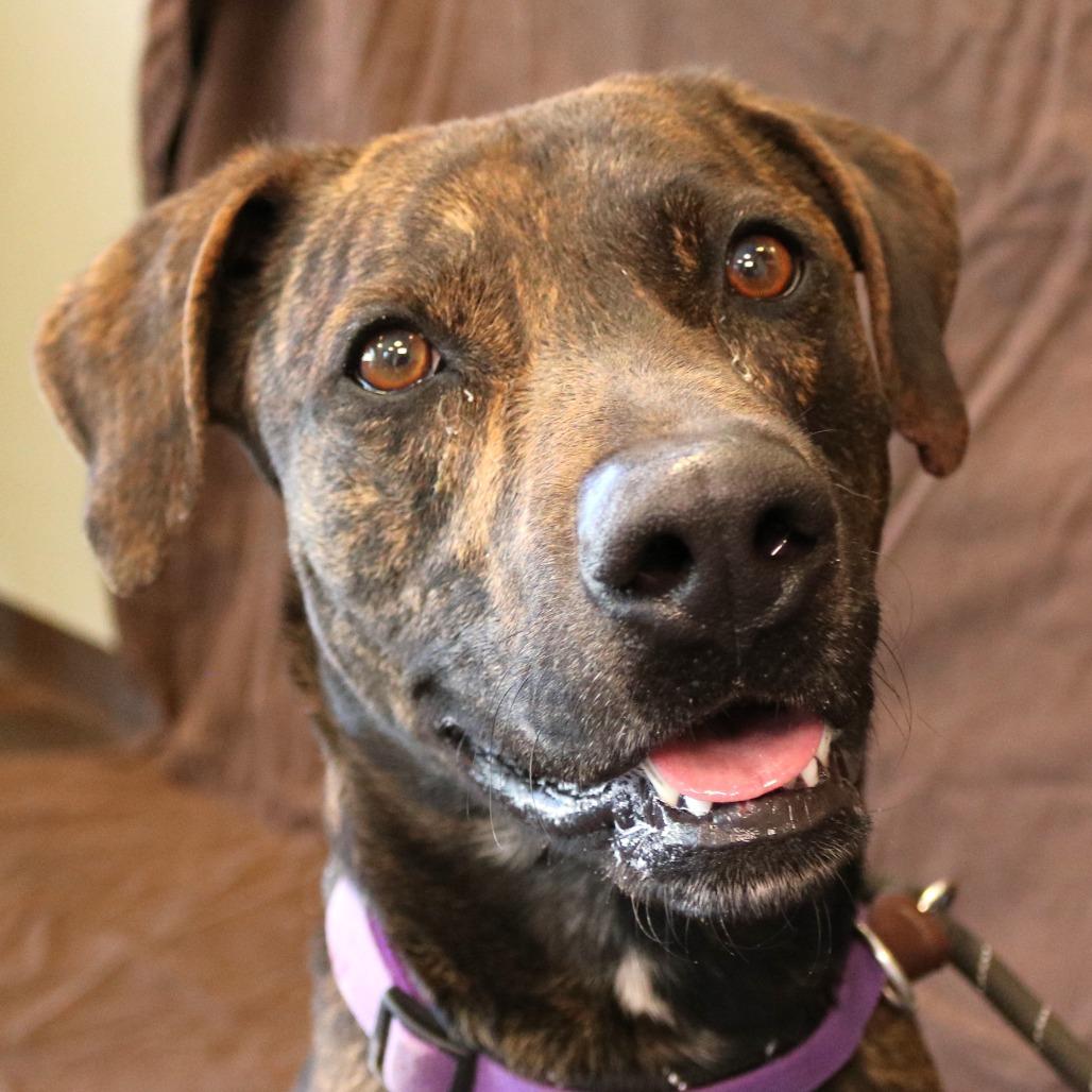 Bishop, a Adoptable mixed breed in Rifle, CO image 2/6